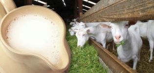 Where to start if you decide to have a goat for milk and maintenance rules