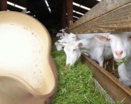 Par où commencer si vous décidez d'avoir une chèvre pour le lait et les règles d'entretien