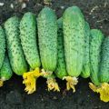 Description of the variety of cucumbers Friendly family, features of cultivation and care