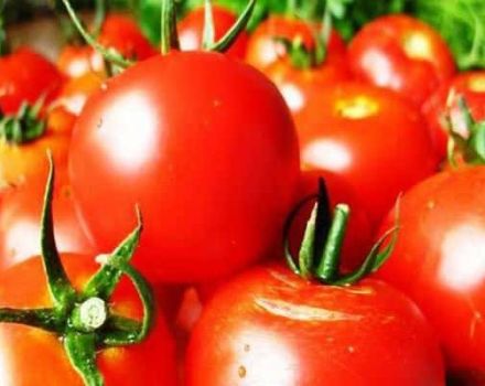 Characteristics and description of the tomato variety Tatyana