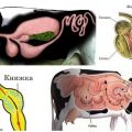 La structure de l'estomac chez les ruminants et les caractéristiques de la digestion, les maladies