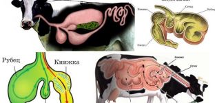 The structure of the stomach in ruminants and features of digestion, diseases