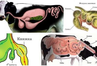 The structure of the stomach in ruminants and features of digestion, diseases