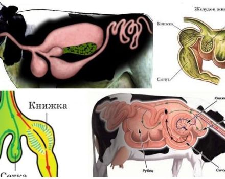 Struktur perut dalam ruminan dan ciri pencernaan, penyakit