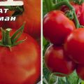 Descripción de la variedad de tomate Ataman y sus características