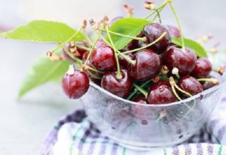 Cómo almacenar adecuadamente las cerezas en casa en un apartamento y la vida útil de las bayas.