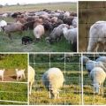 Rating of manufacturers and models of electric shepherds for sheep and how to install