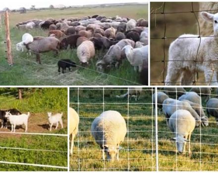 Évaluation des fabricants et des modèles de bergers électriques pour moutons et comment les installer