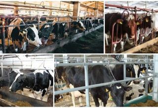 Avantages et inconvénients du cerclage des vaches, règles et comment cela se passe en hiver