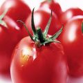 Characteristics and description of the tomato variety Mishka clubfoot, features of its cultivation