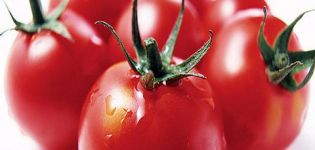 Characteristics and description of the tomato variety Mishka clubfoot, features of its cultivation