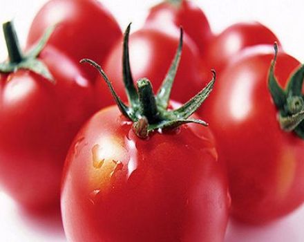 Characteristics and description of the tomato variety Mishka clubfoot, features of its cultivation