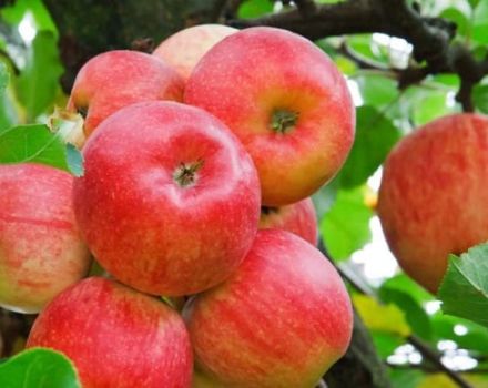 Description et caractéristiques des pommes Idared, histoire et subtilités de la culture