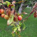 Names and symptoms of plum diseases, methods of treatment and prevention measures