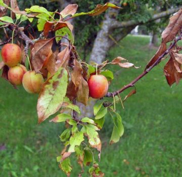 Names and symptoms of plum diseases, methods of treatment and prevention measures