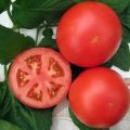 Caractéristiques et description de la variété de tomate Anyuta, son rendement