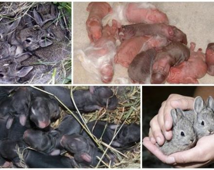 Cuando los conejos comienzan a abrir los ojos y a abandonar el nido, las etapas de desarrollo