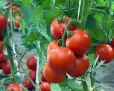 Characteristics and description of the tomato variety Maryina Roshcha, its yield