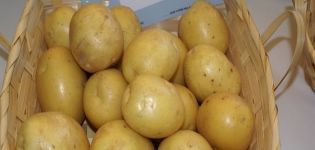 Description of the Molly potato variety, features of cultivation and care