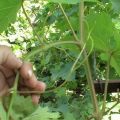 Le moment de la maturation de la vigne et comment la traiter pour accélérer le processus