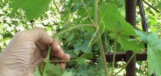 Le moment de la maturation de la vigne et comment la traiter pour accélérer le processus