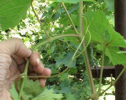 Le moment de la maturation de la vigne et comment la traiter pour accélérer le processus