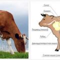 Causes and symptoms of obstruction of the esophagus in cattle, how to treat