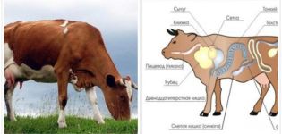 Causes et symptômes de l'obstruction de l'œsophage chez les bovins, comment traiter