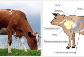 Sebab dan gejala penyumbatan esofagus pada lembu, cara merawatnya