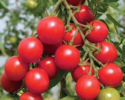 Characteristics and description of the Shalun tomato variety, its yield