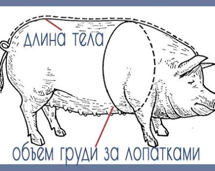 How to know and determine how much a pig weighs, table by size