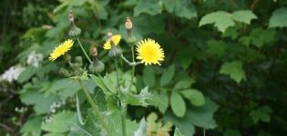 Useful properties and contraindications of sow thistle, rules of use