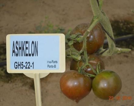 Descripción de la nueva variedad de tomate híbrido Ashkelon F1