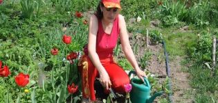 Is it possible to plant tulips in spring, when and how to carry out the procedure