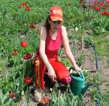 Is it possible to plant tulips in spring, when and how to carry out the procedure