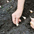 Wanneer knoflook te planten volgens de maankalender in 2020, gunstige dagen