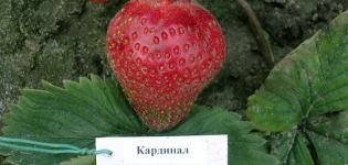 Description and characteristics of the Cardinal strawberry variety, planting and care