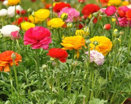 Pflanzen und Pflegen von Gartenbutterblumen auf freiem Feld, Anbau und Lagerung