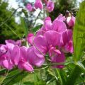 Description de 30 variétés et types de pois de senteur, plantation et culture à partir de graines