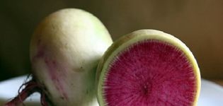 Description of the Red Meat radish variety, cultivation features and yield