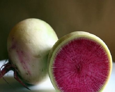 Description of the Red Meat radish variety, cultivation features and yield