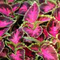 Plantation et entretien de Coleus en plein champ, description des variétés et reproduction