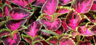 Plantation et entretien de Coleus en plein champ, description des variétés et reproduction