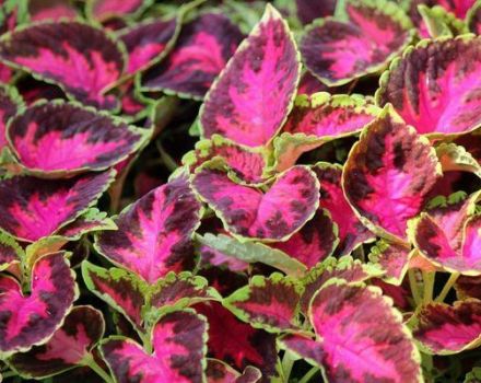 Planting and caring for Coleus in the open field, description of varieties and reproduction