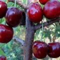 17 mejores variedades de cerezas dulces para la región de Leningrado con descripción y características