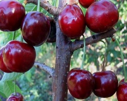 17 mejores variedades de cerezas dulces para la región de Leningrado con descripción y características