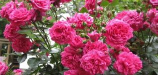 Description et subtilités de la culture d'une rose grimpante de la variété Laguna