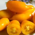 Description de la variété de tomate Golden Canary et de ses caractéristiques