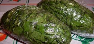 The best recipes for how to properly freeze sorrel for the winter for soup