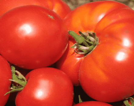 Description de la variété de tomate Cher client, recommandations pour la culture et les soins